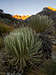 frailejon (espeletia)