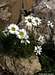 Leucanthemopsis alpina (Lastoni di Formin)