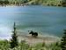 Bull Moose in Upper Bullhead Lake