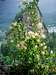 Beacon Rock Christmas Tree