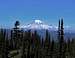 Mt Rainier from PCT north of Mt. Adams