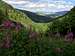 Aspen Grove wildflowers & greenery