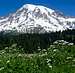 Mount Rainier white wildflowers
