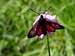 Six-spot Burnet