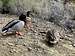 Ducks on Lake Havasu near Balance Rock