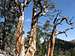 More Bristlecone Pines