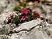 <i>Potentilla nitida</i> growing on the summit of Gran Cir