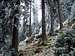 Beautiful forest near the peak of Urslja gora
