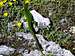 Green Lizard living  on St Victoire summit