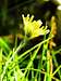 Alpine hawkweed (<i>Hieracium alpinum</i>)