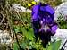 Iris Selvatica, Sainte-Victoire summit tableland