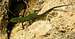Maltese Wall Lizard (<i>Podarcis filfolensis subsp. maltensis</i>) climbing free at the Black Slabs, Gozo