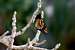 African Monarch (Danaus chrysippu)