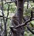 austral pygmy owl