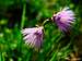 Soldanella Alpina (Alpine Snowbell), Prealpi Trentine