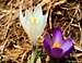 Crocus Vernus (Spring Crocus), Prealpi Trentine