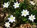 Anemone Nemorosa  (White Anemone), Prealpi Trentine