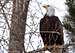Bald Eagle in cottonwood