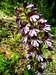 Orchis purpurea Hudson, Sainte-Baume
